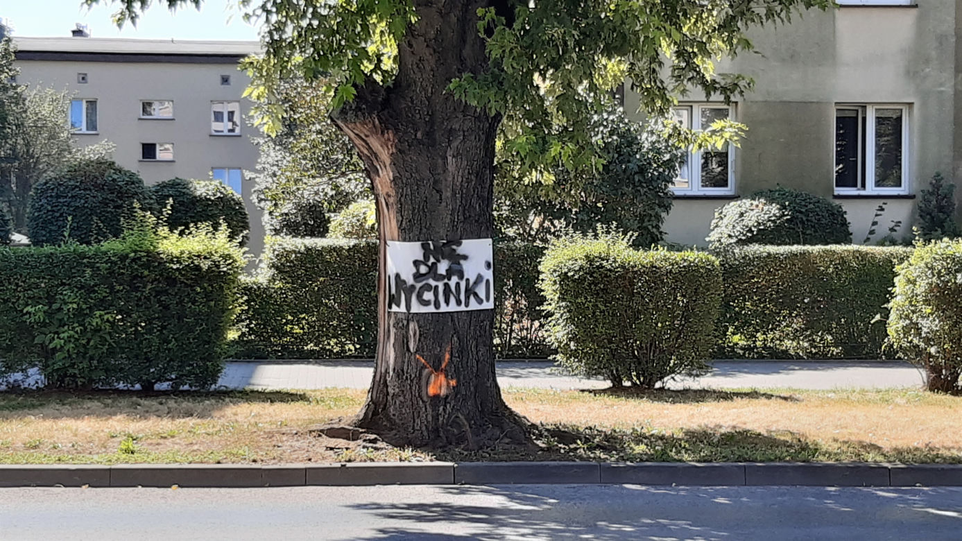 Wycinka drzewa oprotestowana