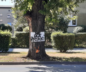 Wycinka drzewa oprotestowana