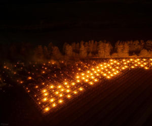 Przymrozki w winnicy - podgrzewanie winorośli