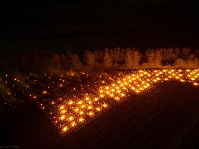 Przymrozki w winnicy - podgrzewanie winorośli