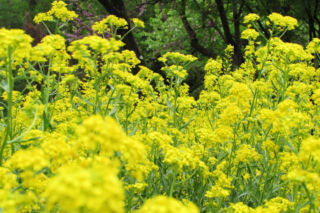 Urzet barwierski - Isatis tinctoria