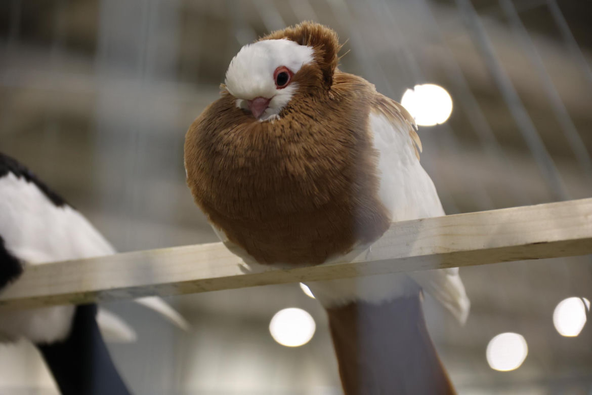 Zoopark 2024 w Lublinie. Można podziwiać wiele gatunków zwierząt