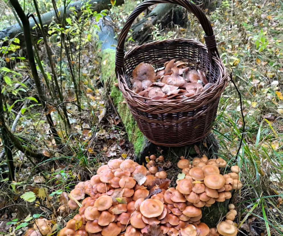 Wiklinowy kosz pełen grzybów stoi na pniu obok kęp łuskwiaka zmiennego. O zbiorach w regionie pisze Eska Starachowice.