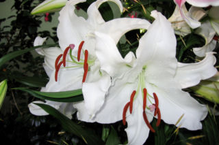 Lilia 'Casablanca' - Lilium  'Casablanca'