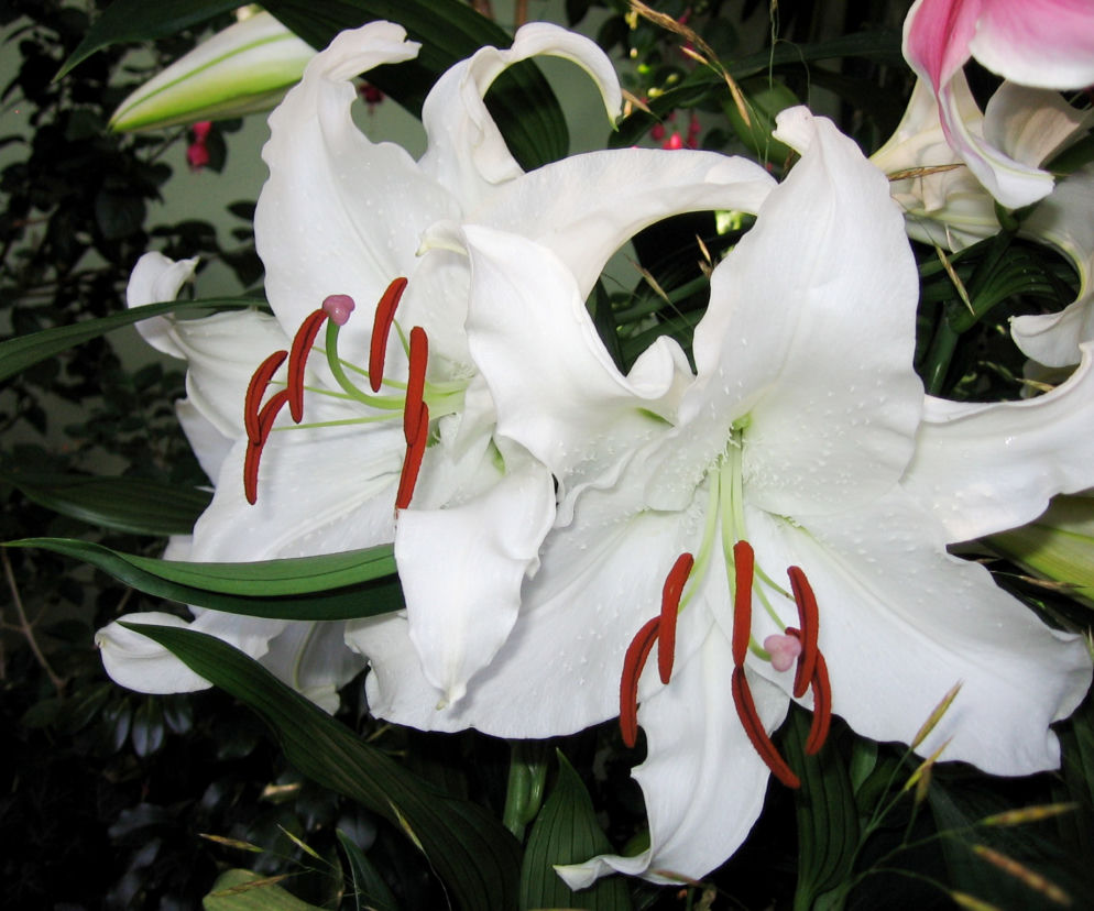 Lilia 'Casablanca'