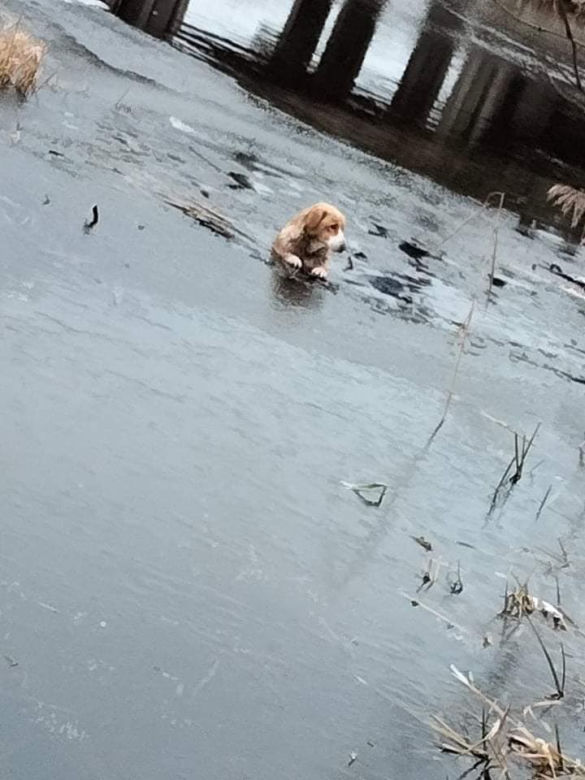 Lód zarwał się pod psami! Jeden nie żyje. Dramat niedaleko Koła