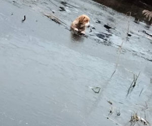 Lód zarwał się pod psami! Jeden nie żyje. Dramat niedaleko Koła