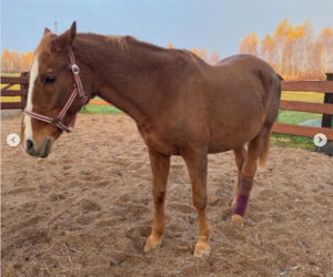 Katarzyna Dowbor, Rodezja