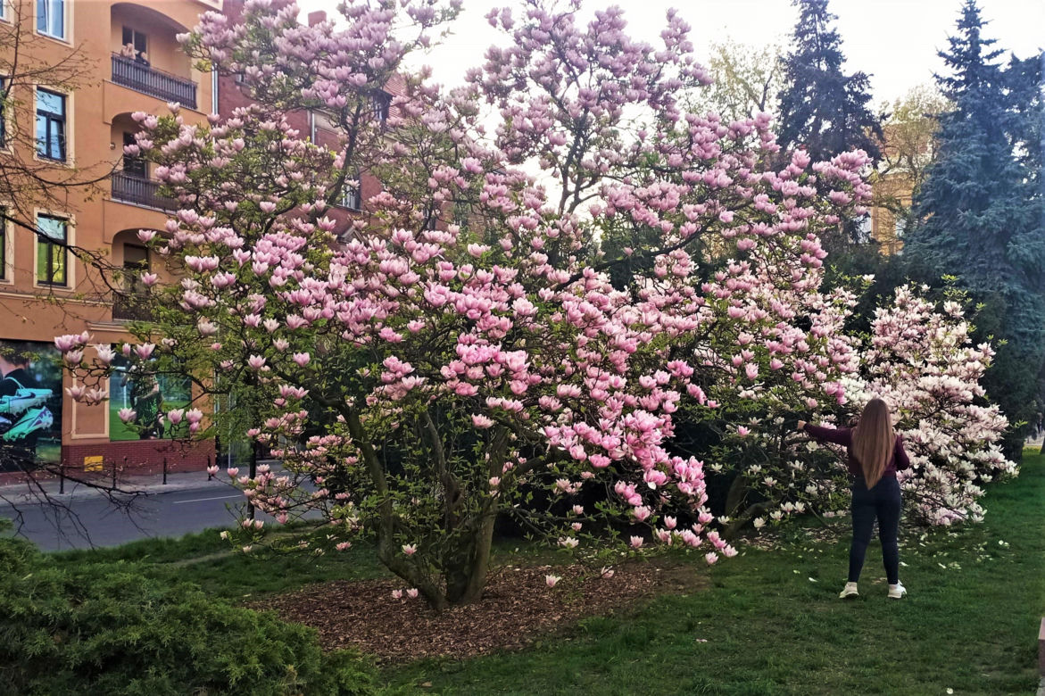 Magnolie w Szczecinie