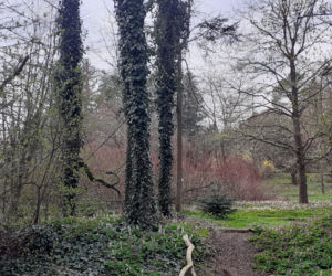 Wiosna budzi się w Arboretum w Bolestraszycach