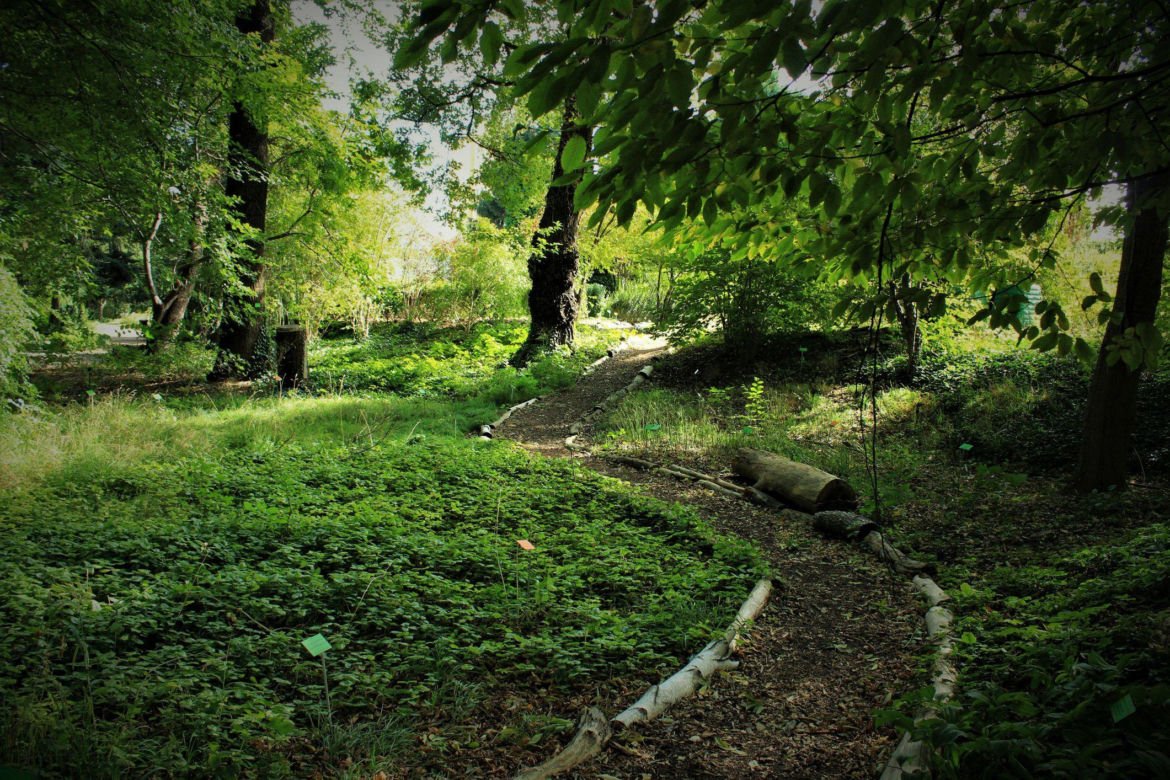 Ogród naturalny