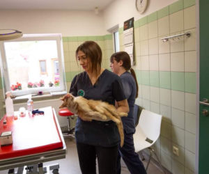 Kot Misza potrzebuje biopsji [GALERIA]