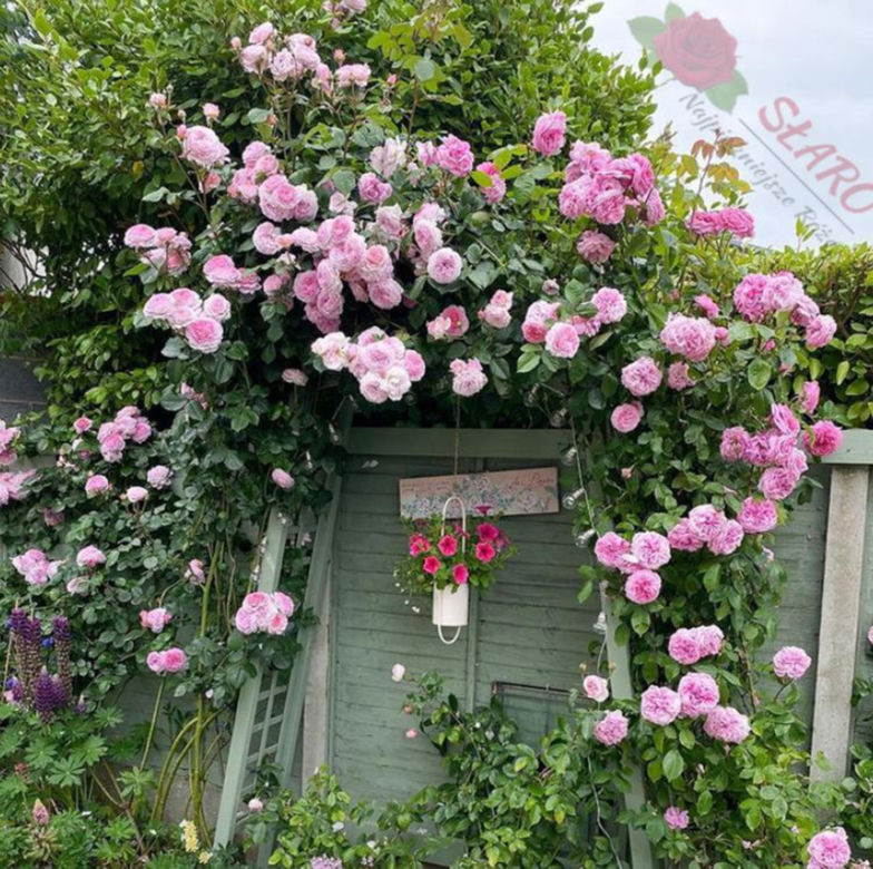 Róża Gertrude Jekyll 