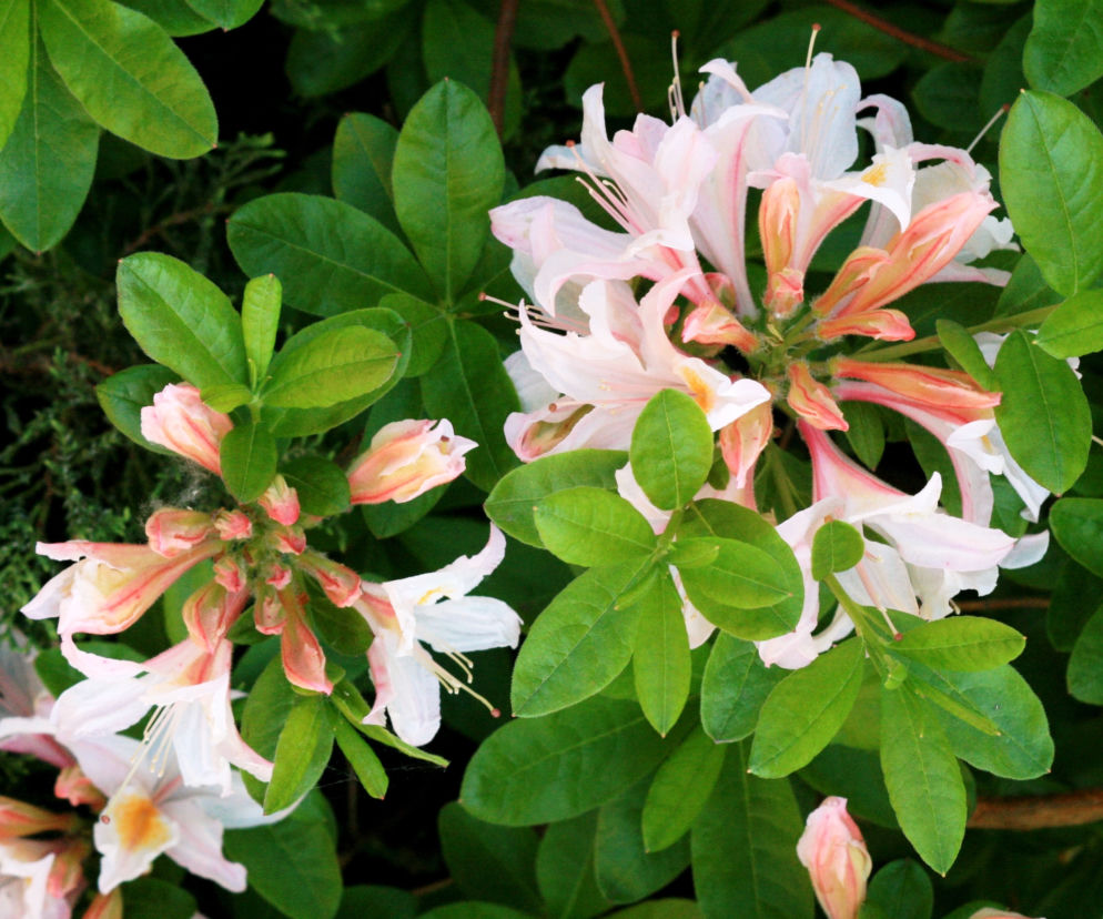 Azalia wielkokwiatowa 'Irene Koster'