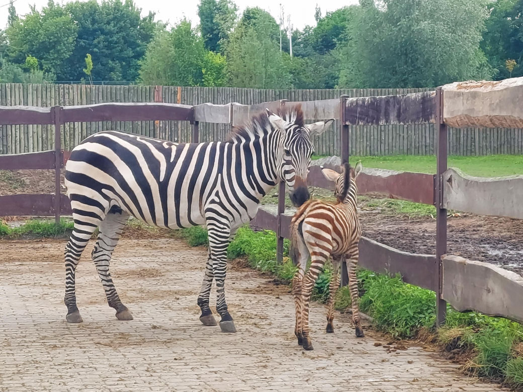 Mała zebra w zamojskim ZOO