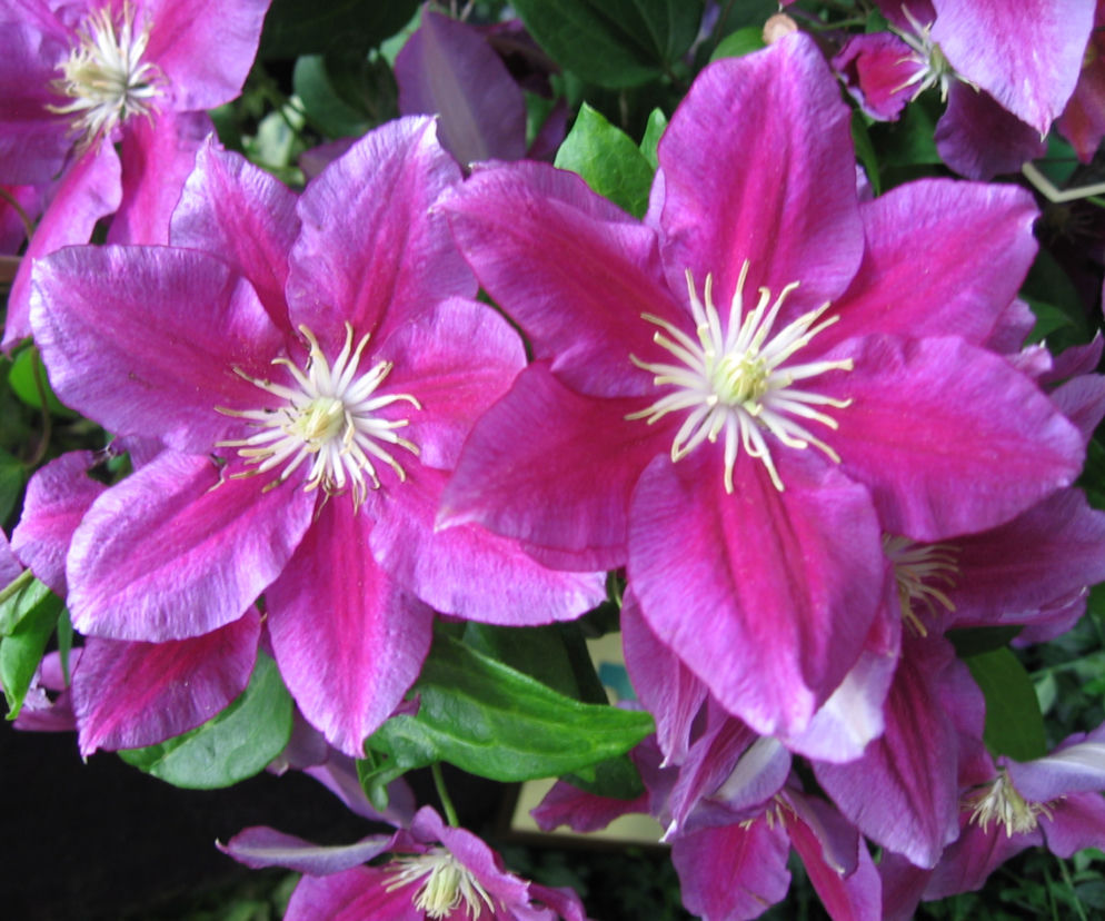 Powojnik ‘Hania’ 