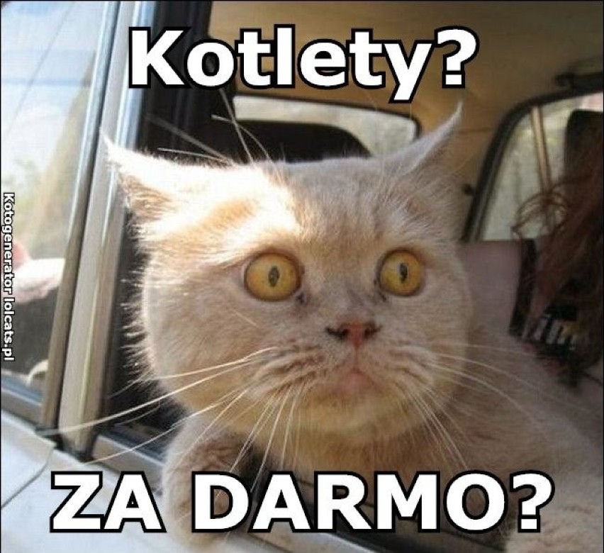 Światowy Dzień Kota 2022. Zobacz najśmieszniejsze obrazki i MEMY z kotami! 