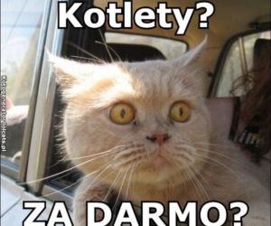 Światowy Dzień Kota 2022. Zobacz najśmieszniejsze obrazki i MEMY z kotami! 