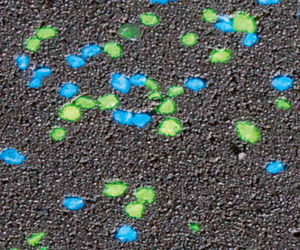 Biała w nocy