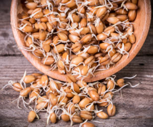 Kiełki pszenicy