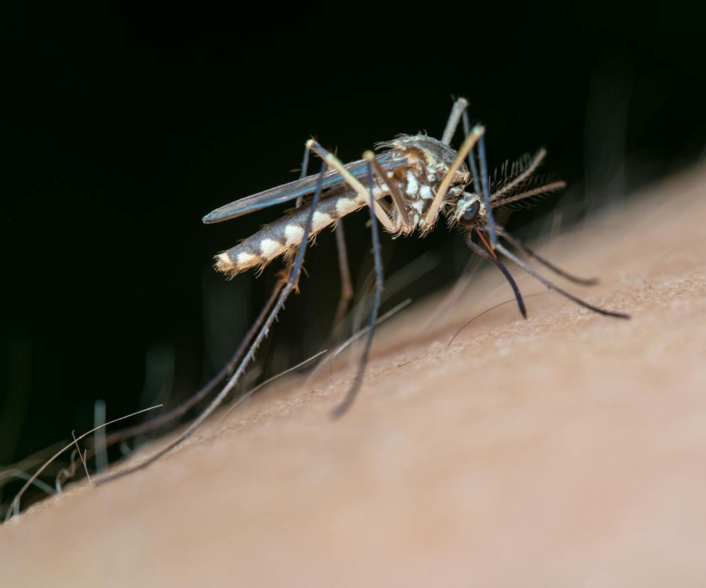 Komar z bliska, z charakterystycznymi wzorami na tułowiu i nogach, siedzi na ludzkiej skórze, przygotowując się do ugryzienia lub właśnie je dokonując. Ta scena idealnie ilustruje problem swędzących ukąszeń, o których możesz przeczytać na portalu Poradnik Zdrowie.