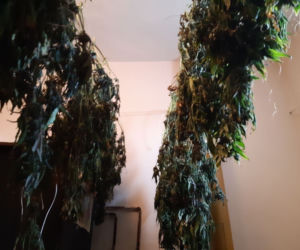 Plantacja konopi indyjskich zlikwidowana. Sukces funkcjonariuszy ze Świecia i Grudziądza