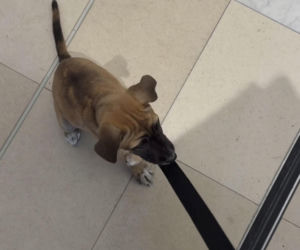 Malwina Wędzikowska uratowała psa