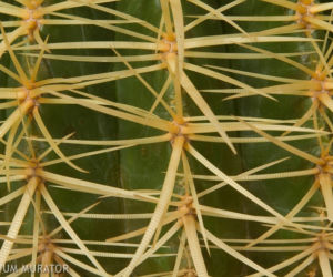 Echinokaktus Grusona