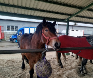  W Skaryszewie trwają Wstępy. To jeden z najstarszych jarmarków końskich w Polsce [FOTO]