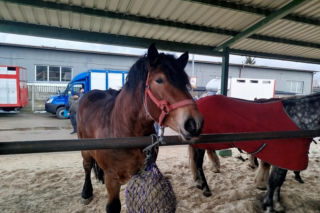  W Skaryszewie trwają Wstępy. To jeden z najstarszych jarmarków końskich w Polsce [FOTO]
