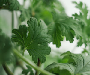 Geranium