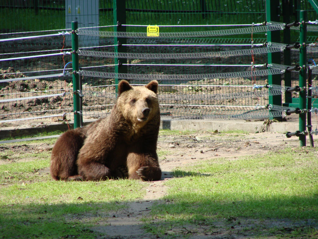 Akcent ZOO. Niedźwiedzica Jola zmarła po chorobie