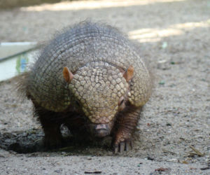 Tak wyglądają zwierzęta mieszkające w śląskim ZOO