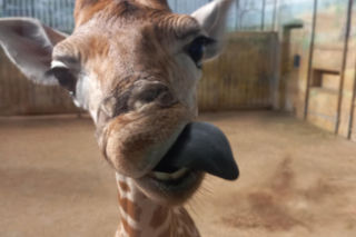 Bez biletu można wejść do zamojskiego ZOO. To oferta dla dużych i małych