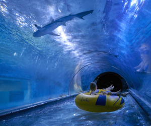 Aquapark Reda przekazał szokujące wieści. Awaria zakończyła się śmiercią rekinów. Nie przeżyły