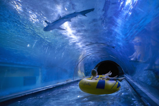 Aquapark Reda wstrząśnięty po awarii. Rekiny nie przeżyły fatalnej pomyłki pracownika. Wyjaśnimy to