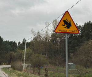 Wielki finał akcji na Kleckiej. Kielce ratują tysiące płazów przed śmiercią na asfalcie