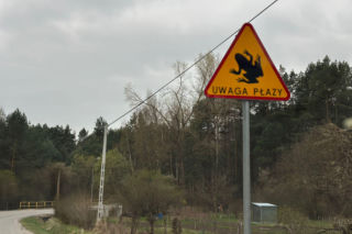 Wielki finał akcji na Kleckiej. Kielce ratują tysiące płazów przed śmiercią na asfalcie