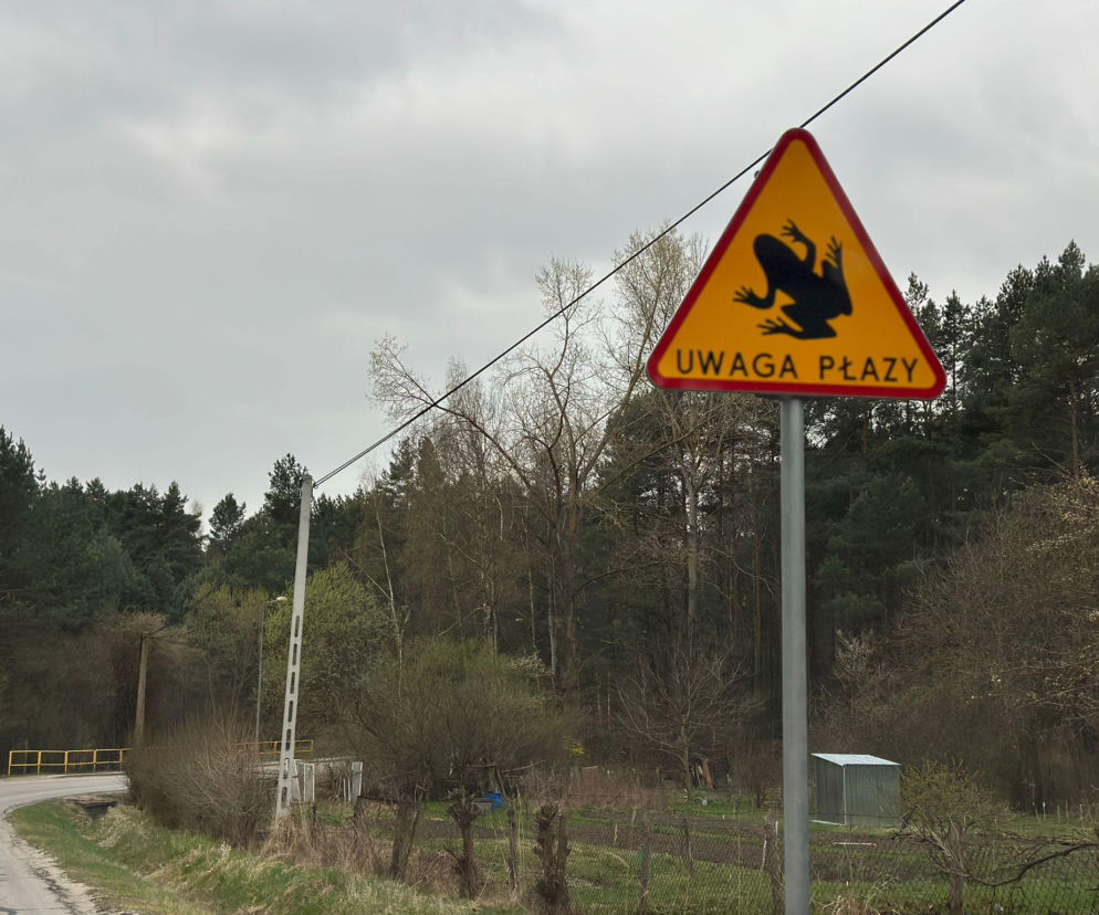 Wielki finał akcji na Kleckiej. Kielce ratują tysiące płazów przed śmiercią na asfalcie