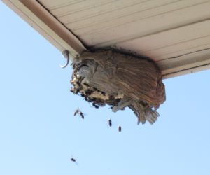 Powieś przed swoim domem. Wyłapie szerszenie co do jednego. Domowa pułapka na szerszenie