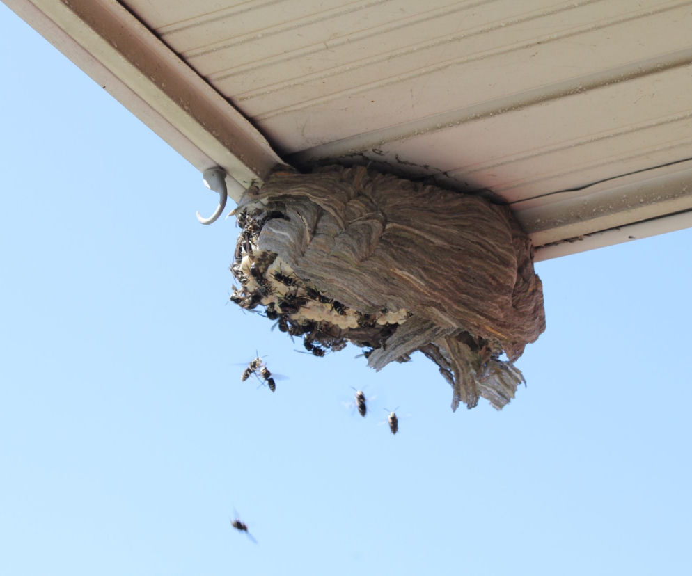 Gniazdo szerszeni może usunąć tylko specjalista 