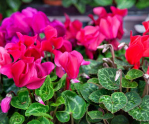 Jak dbać o cyklameny? Poradnik pielęgnacji i rozmnażania