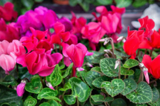 Jak dbać o cyklameny? Poradnik pielęgnacji i rozmnażania