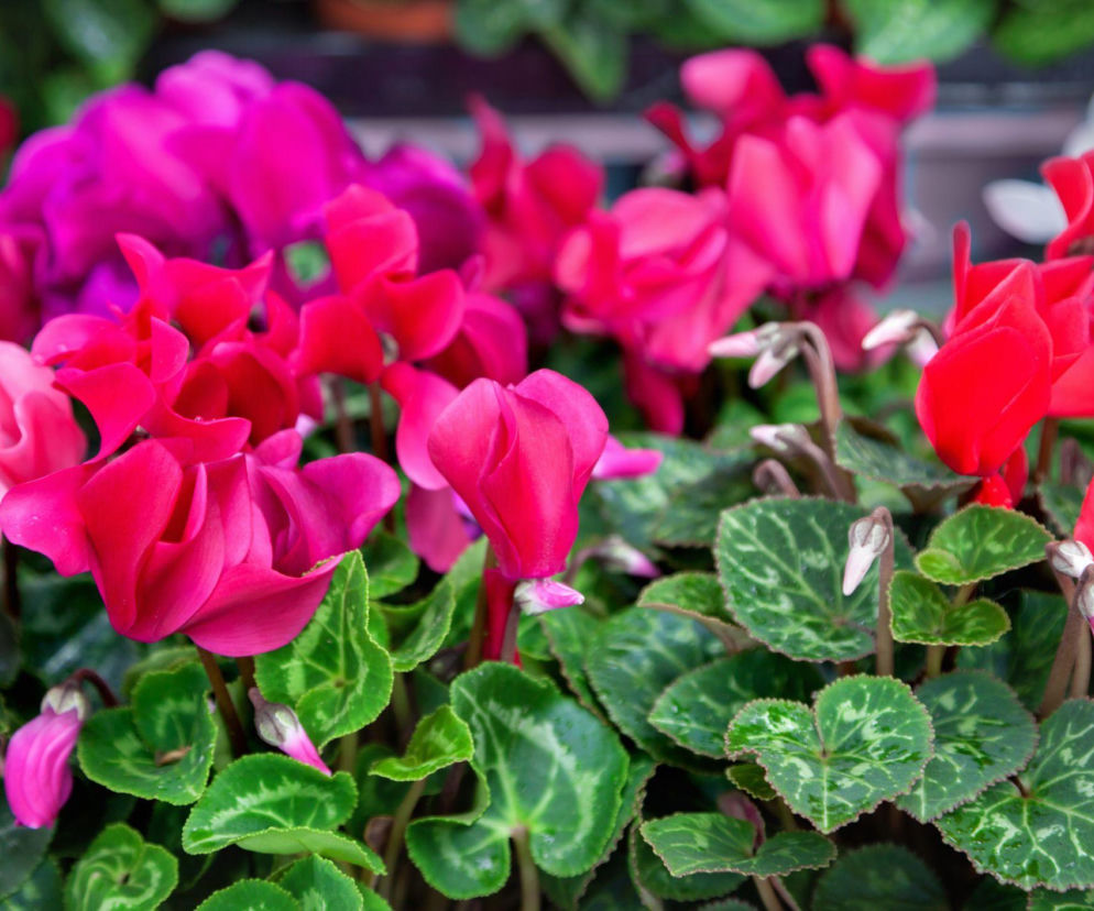Jak dbać o cyklameny? Poradnik pielęgnacji i rozmnażania