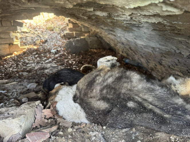 Martwe psy znalezione w kapliczce cmentarnej. Makabryczne odkrycie na Dolnym Śląsku