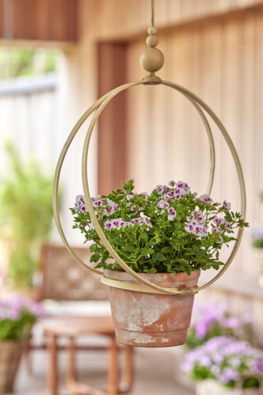Wiszące pelargonie