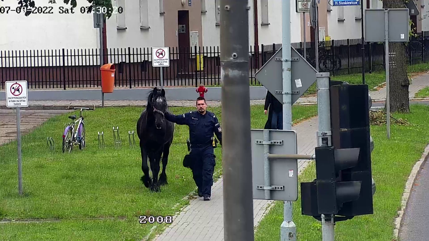 Konik na gigancie. Niecodzienna akcja w centrum Szczecinka