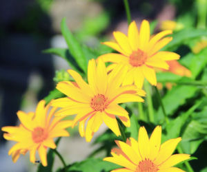 Rudbekia naga