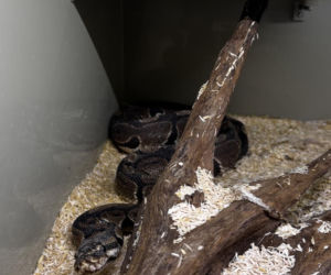 Handlowała kameleonami i pytonami z fałszywymi dokumentami. 28-latka zatrzymana w Lublinie