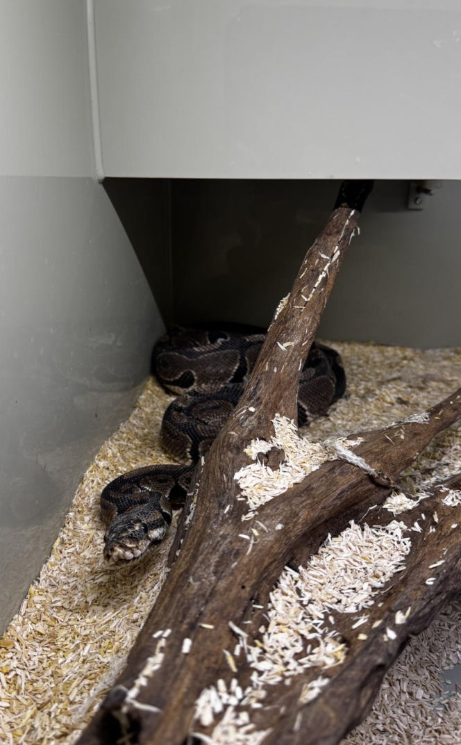 Handlowała kameleonami i pytonami z fałszywymi dokumentami. 28-latka zatrzymana w Lublinie